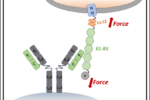 Giant Antibody in Humans Acts Like a Brace Against Bacterial Toxins