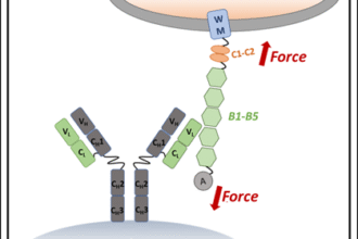 Giant Antibody in Humans Acts Like a Brace Against Bacterial Toxins