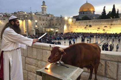 The Mystery of the Five Red Heifers in Israel History