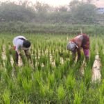 Telangana Demands Revision of Seed Act: Focus on Counterfeit Seeds, Export, and Farmer Support