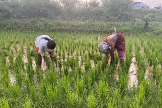 Telangana Demands Revision of Seed Act: Focus on Counterfeit Seeds, Export, and Farmer Support