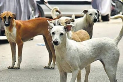 Stray Dogs Create Panic at Telangana Secretariat; Four Injured in Latest Attacks