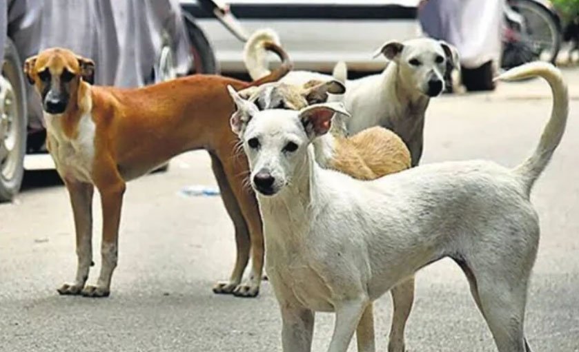 Stray Dogs Create Panic at Telangana Secretariat; Four Injured in Latest Attacks