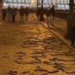 Viral “Snake Rain in Israel” What’s Fact and What’s Fiction