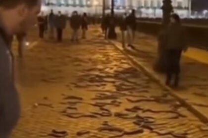 Viral “Snake Rain in Israel” What’s Fact and What’s Fiction