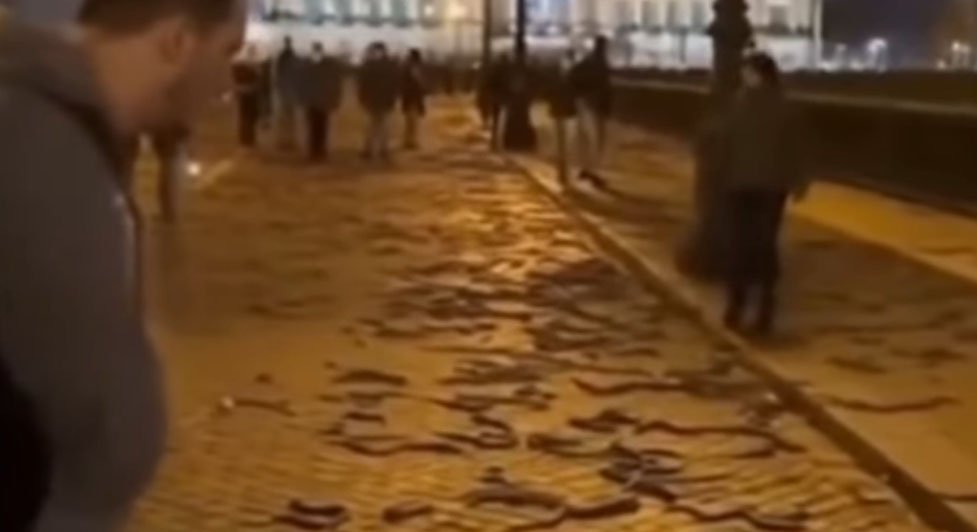 Viral “Snake Rain in Israel” What’s Fact and What’s Fiction