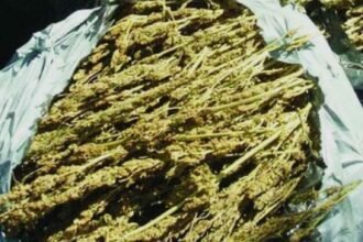 Hyderabad Police Arrest Two in 5.5 kg Ganja Seizure
