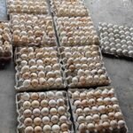 Illegal Bakery Unit Using Rotten Eggs Busted in Katedan