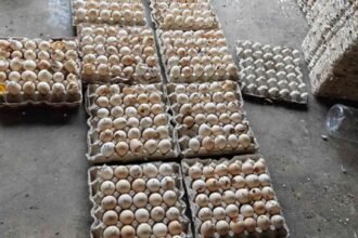 Illegal Bakery Unit Using Rotten Eggs Busted in Katedan