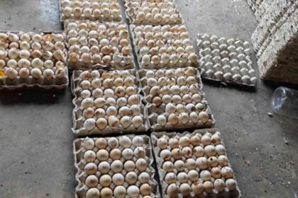 Illegal Bakery Unit Using Rotten Eggs Busted in Katedan