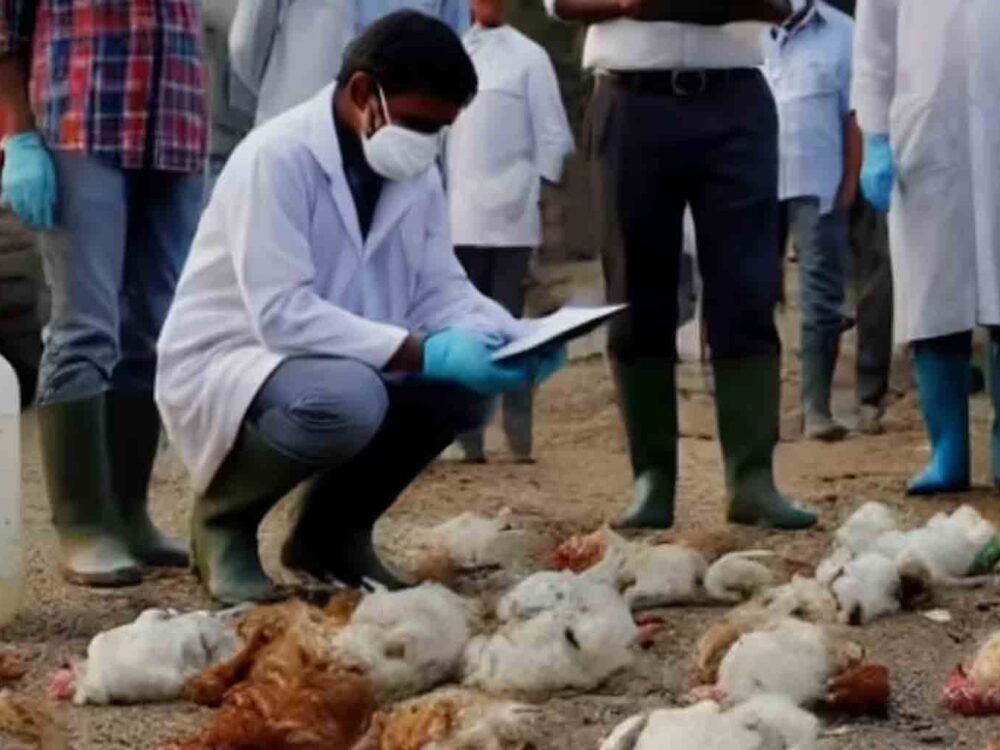 Mass Chicken Deaths Reported at Poultry Farm in Telangana