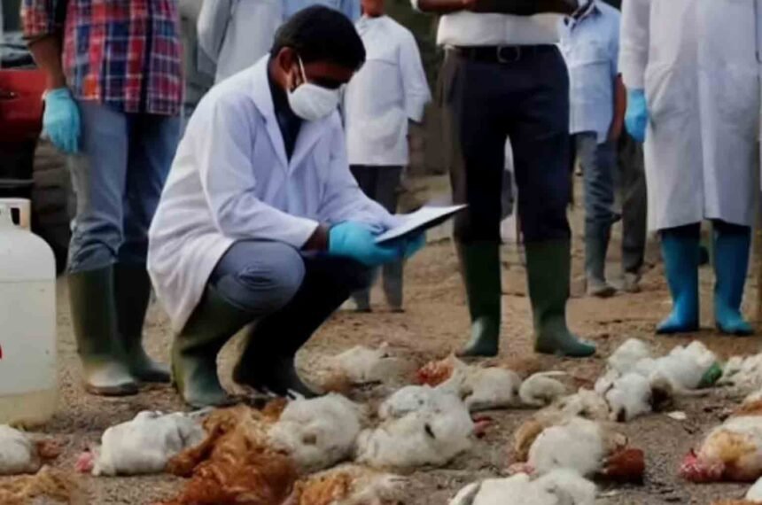 Mass Chicken Deaths Reported at Poultry Farm in Telangana