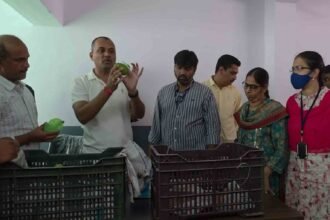 Safe Mango Ripening Held in Hyderabad