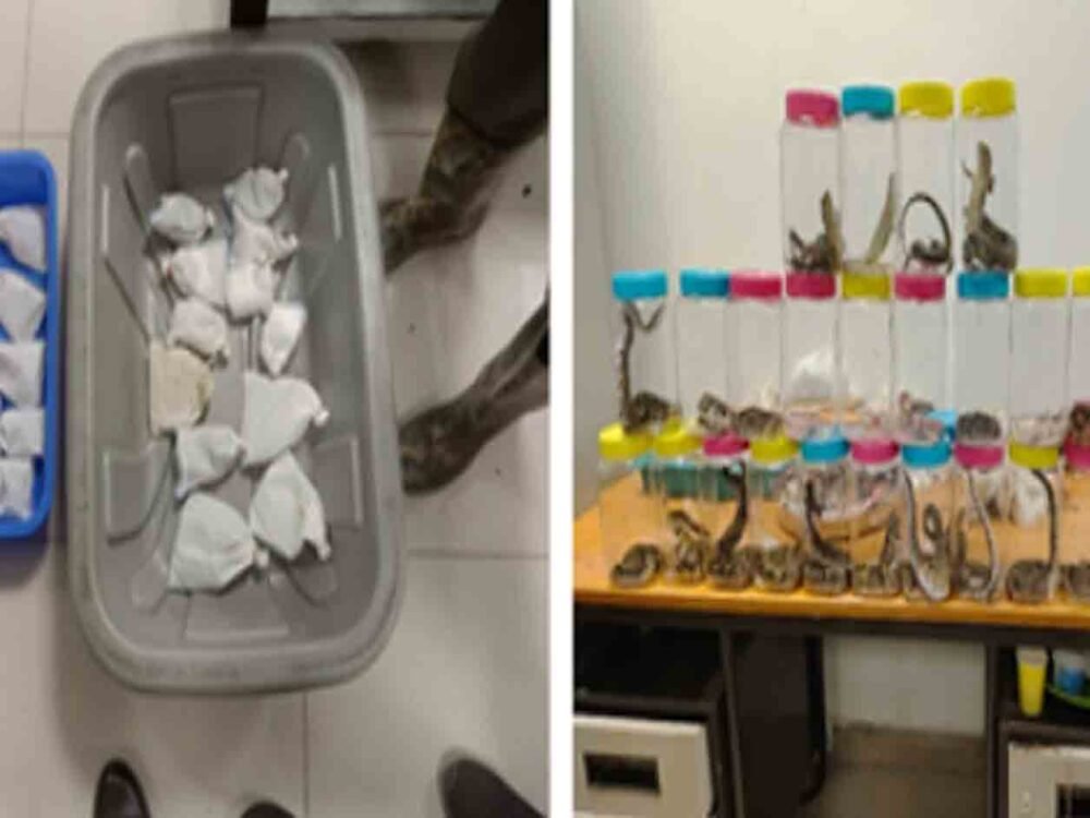 DRI Busts Wildlife Smuggling Attempt