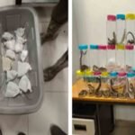 DRI Busts Wildlife Smuggling Attempt