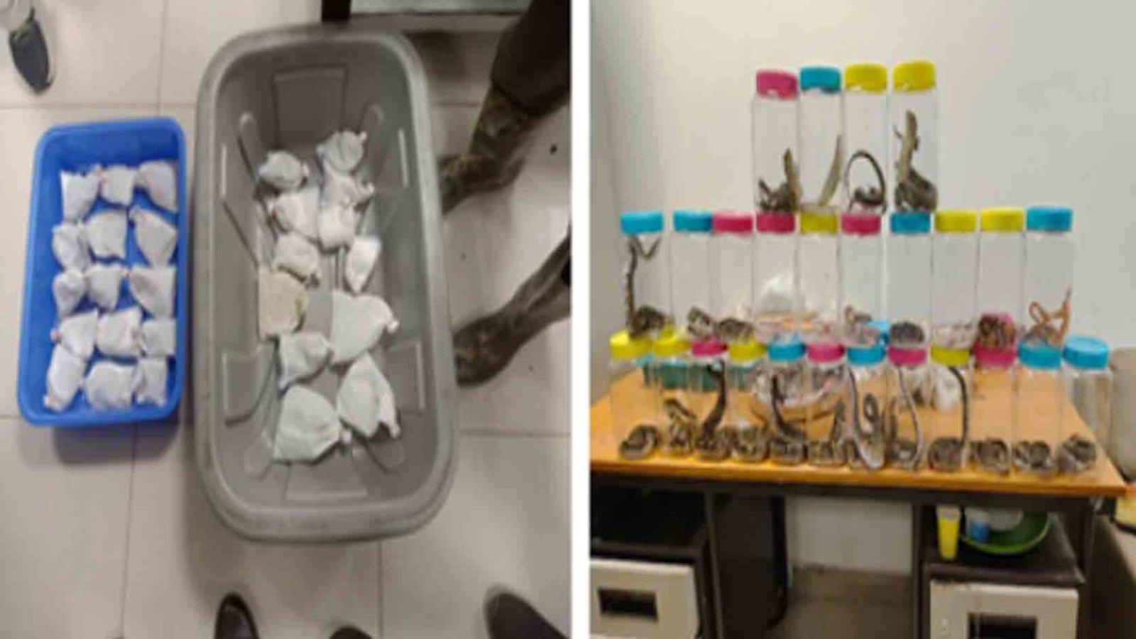 DRI Busts Wildlife Smuggling Attempt