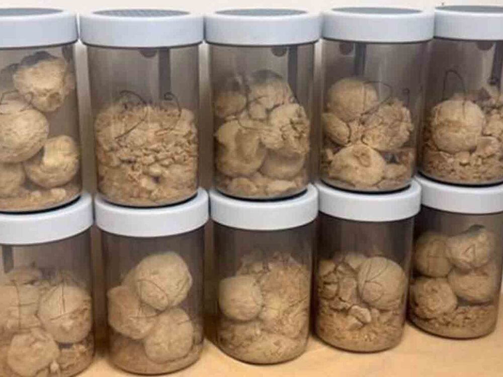 DRI Seizes 5.6 Kg of Heroin in Punjab