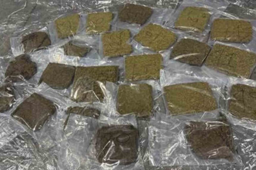 Delhi Customs Seizes 23.22 Kg of Hydroponic Marijuana